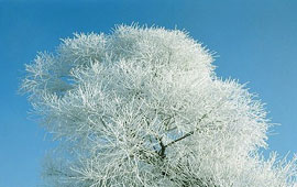 短信轰在线轰炸免费下载